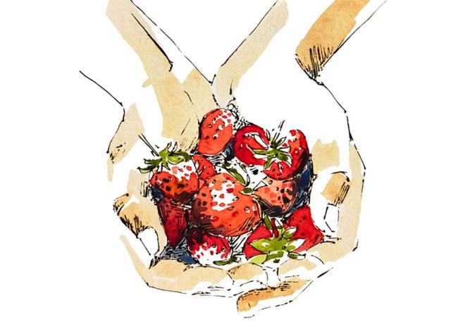 Illustration of fruit picking